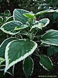 Acalypha wilkesiana cv. Godseffiana