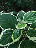 Acalypha wilkesiana cv. Godseffiana