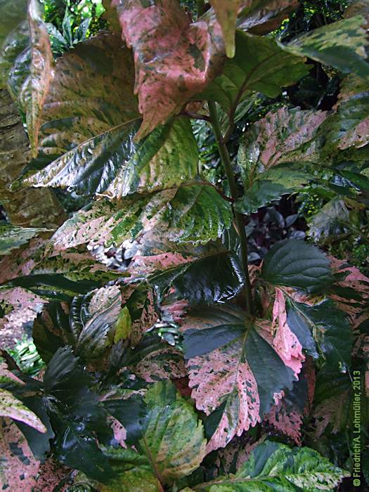 Acalypha wilkesiana