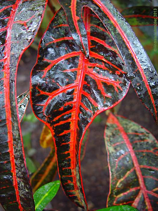 Codiaeum variegatum