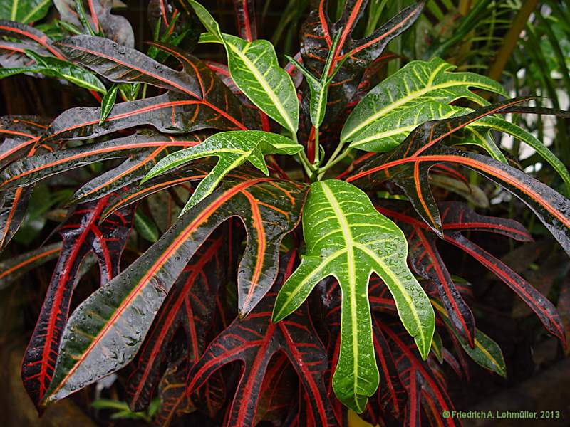 Codiaeum variegatum var. variegatum