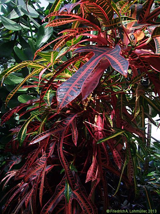 Codiaeum variegatum