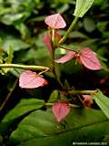 Dalechampia spathulata