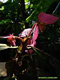 Dalechampia spathulata