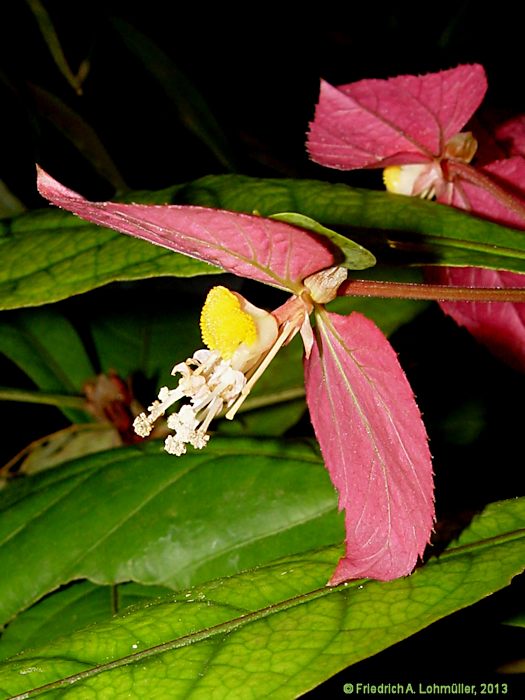 Dalechampia spathulata