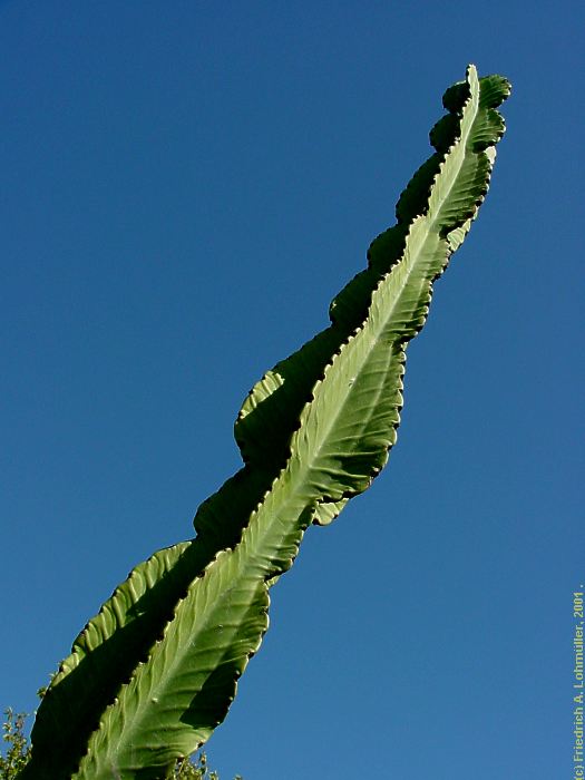 Euphorbia abyssinica