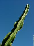 Euphorbia abyssinica