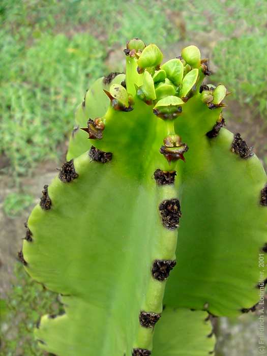 Euphorbia abyssinica