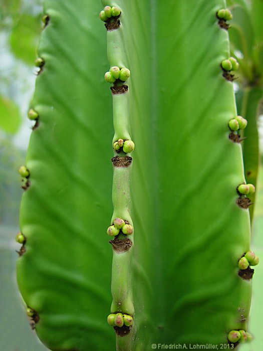 Euphorbia abyssinica