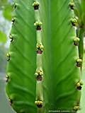 Euphorbia abyssinica