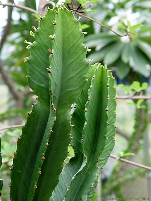 Euphorbia abyssinica