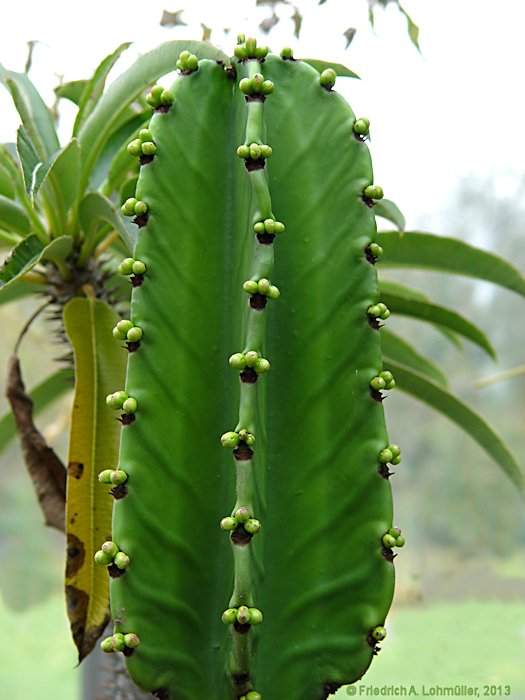 Euphorbia abyssinica