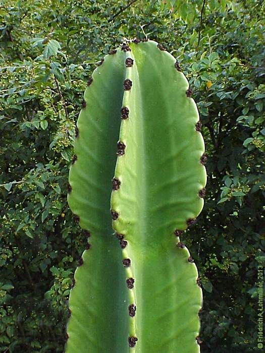 Euphorbia abyssinica