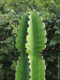 Euphorbia abyssinica