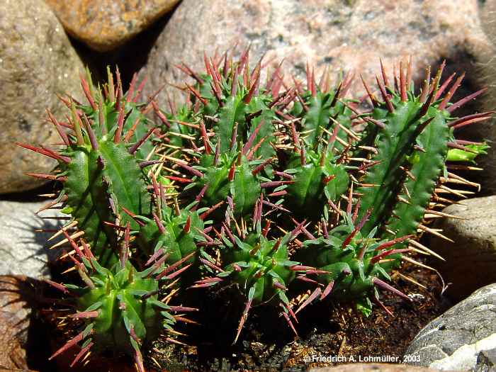 Euphorbia aggregata