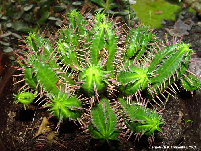 Euphorbia aggregata