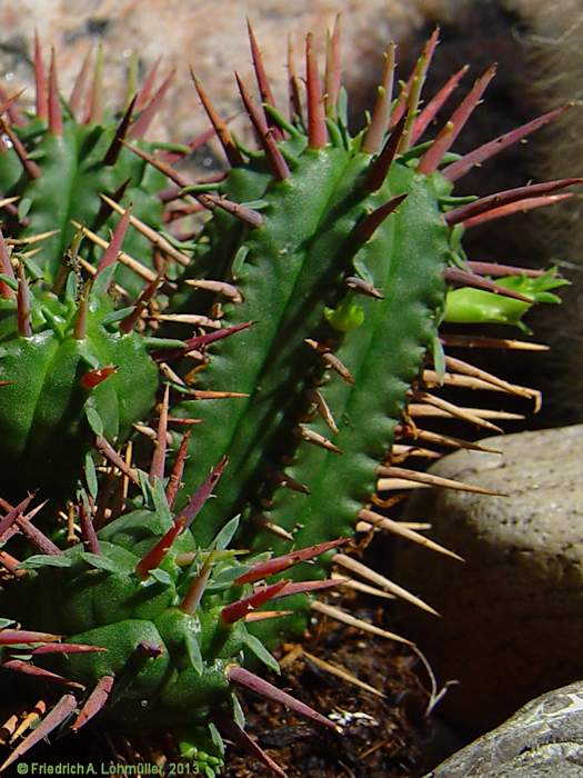 Euphorbia aggregata