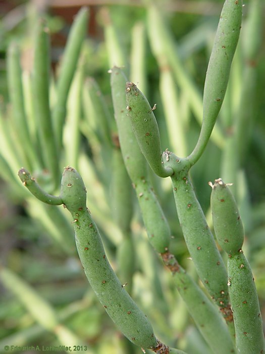 Euphorbia alluaudii subsp. oncoclada