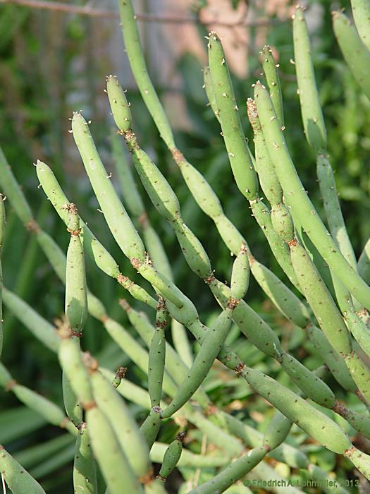 Euphorbia alluaudii subsp. oncoclada