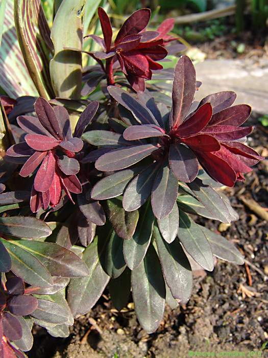 Euphorbia amygdaloides 'Blackbird'