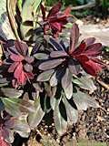 Euphorbia amygdaloides 'Blackbird'