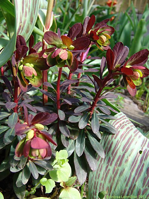 Euphorbia amygdaloides 'Blackbird'