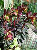 Euphorbia amygdaloides 'Blackbird'