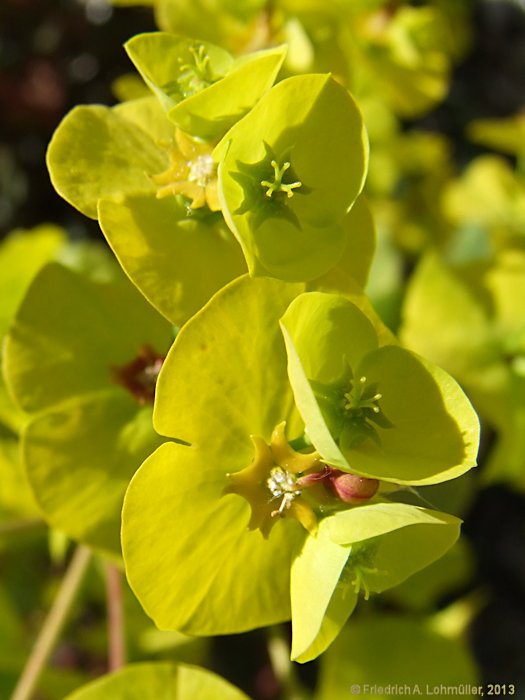 Euphorbia amygdaloides