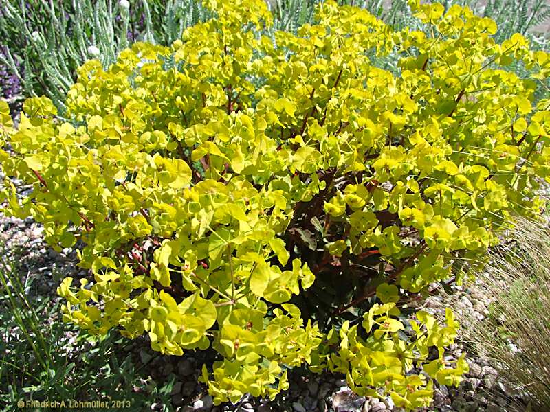 Euphorbia amygdaloides