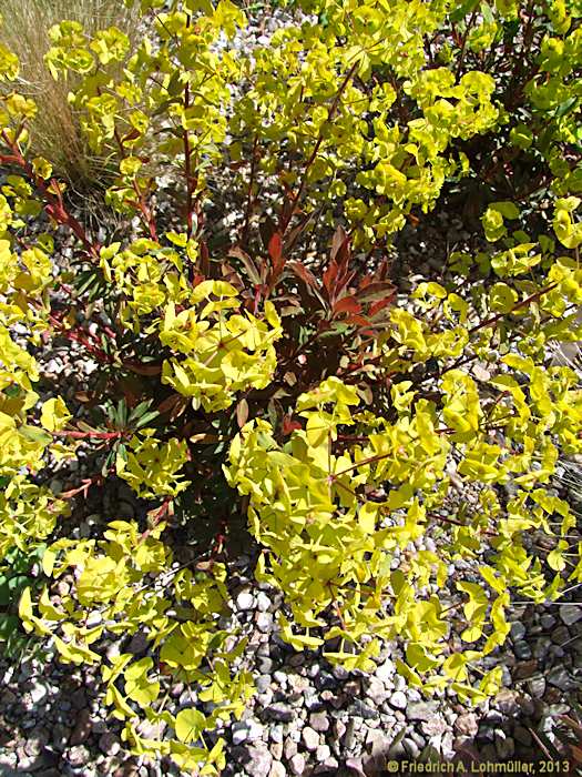 Euphorbia amygdaloides