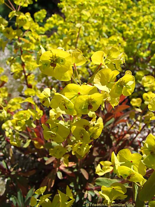 Euphorbia amygdaloides