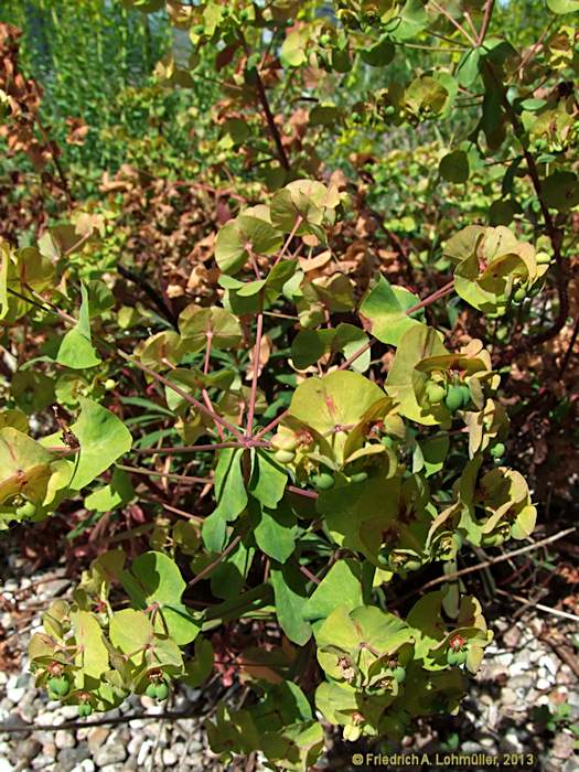 Euphorbia amygdaloides