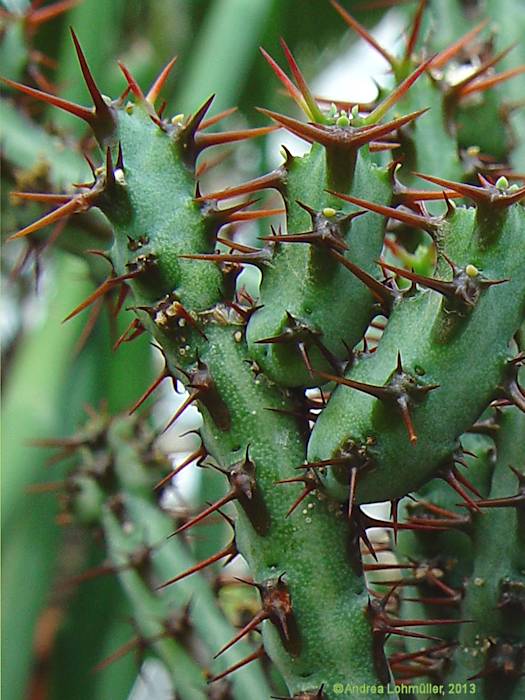 Euphorbia angustiflora