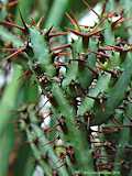 Euphorbia angustiflora