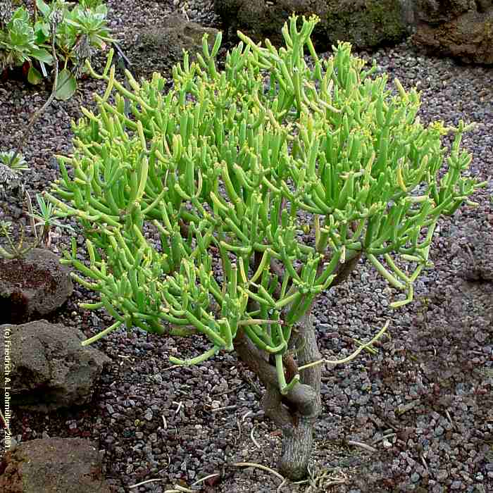 Euphorbia aphylla