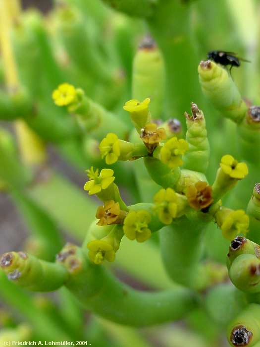 Euphorbia aphylla