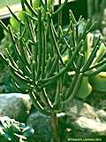 Euphorbia aphylla