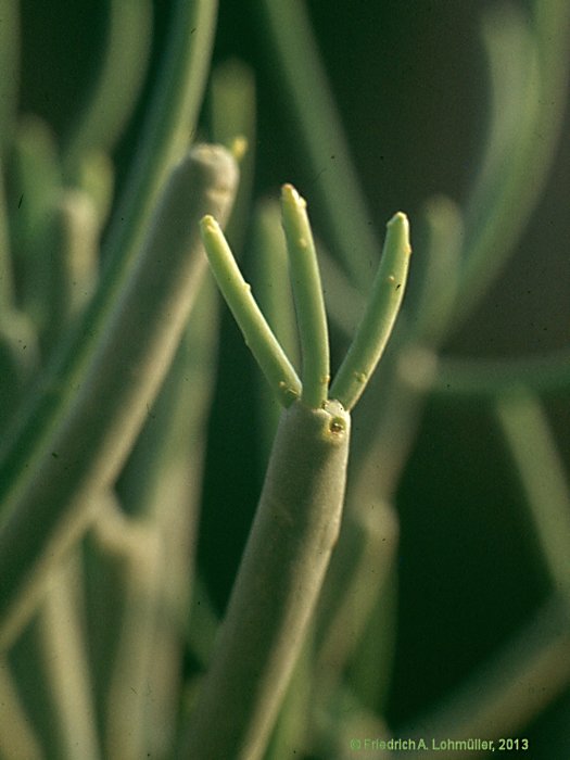 Euphorbia aphylla