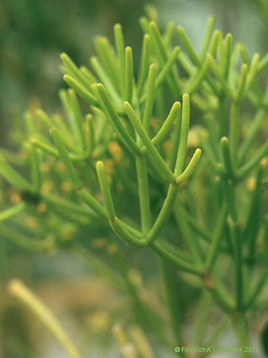 Euphorbia aphylla