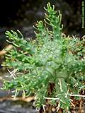 Euphorbia arida