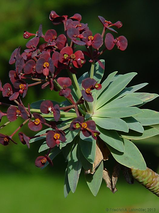 Euphorbia atropurpurea