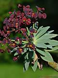 Euphorbia atropurpurea