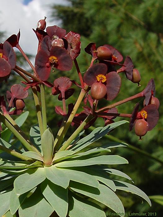 Euphorbia atropurpurea