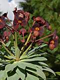 Euphorbia atropurpurea