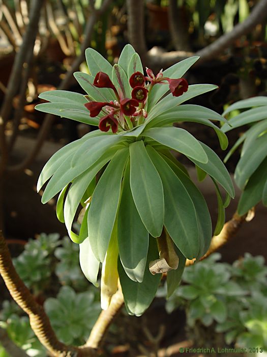 Euphorbia atropurpurea