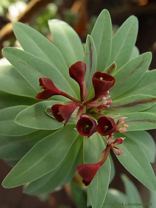 Euphorbia atropurpurea