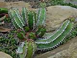 Euphorbia avasmontana