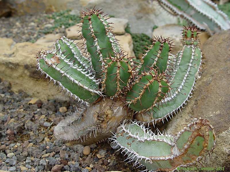 Euphorbia avasmontana