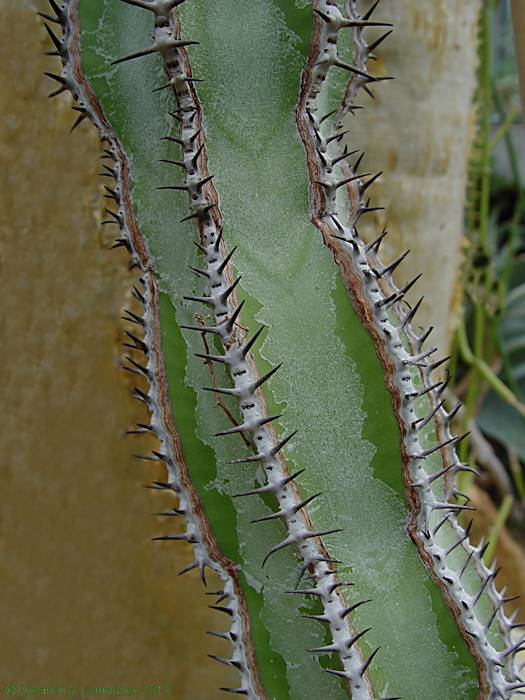 Euphorbia avasmontana