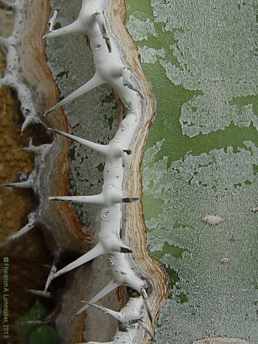 Euphorbia avasmontana